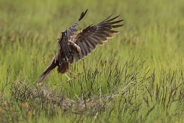 Female Marsh Harrier in flight with nesting material, Turkey