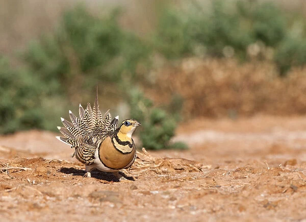 female Pin-tailed Sandgrouse (Pterocles alchata) at a drinking station with exposed tail feathers, Pterocles alchata