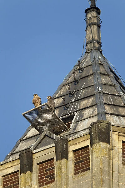 Two almost fledging nestling Peregrine Falcons in front of nestbox in top of church, Falco peregrinus, Netherlands