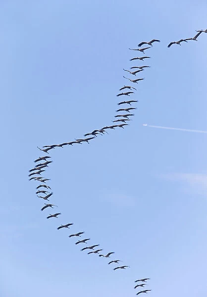 Flying migrating flock of Common Cranes, Grus grus, Netherlands