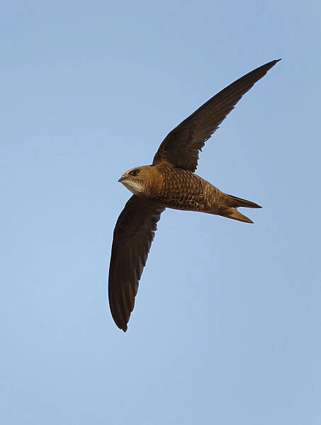 Flying Pallid Swift, Apus pallidus, Spain