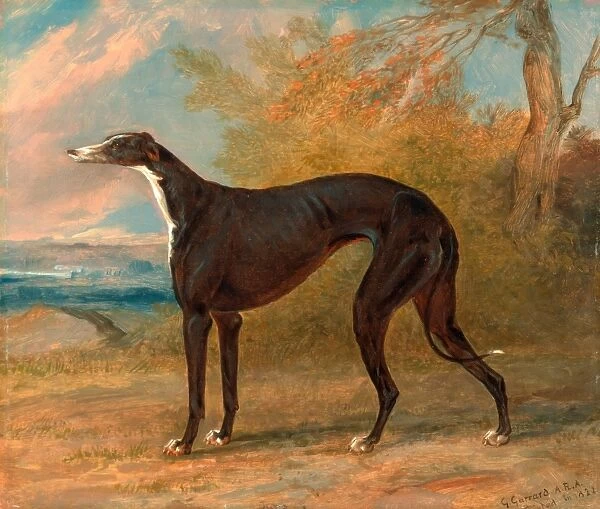 One of George Lane Foxs Winning Greyhounds: the Black and White Greyhound Bitch