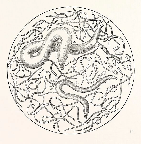The Grain Worms, Vibrio Tritici