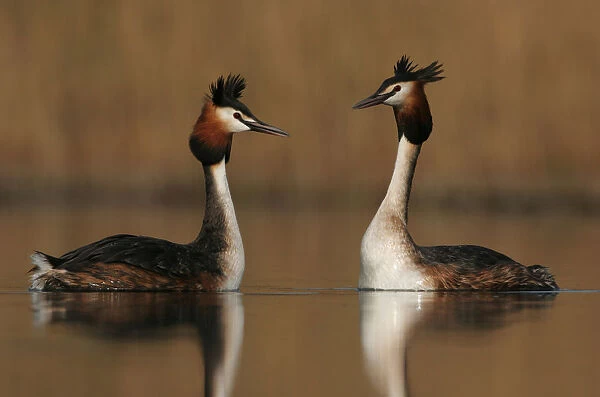 Great Crested Grebe adults displaying Netherlands, Podiceps cristatus