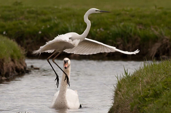 Great Egret scared by Mute Swan, Cygnus olor, Ardea alba