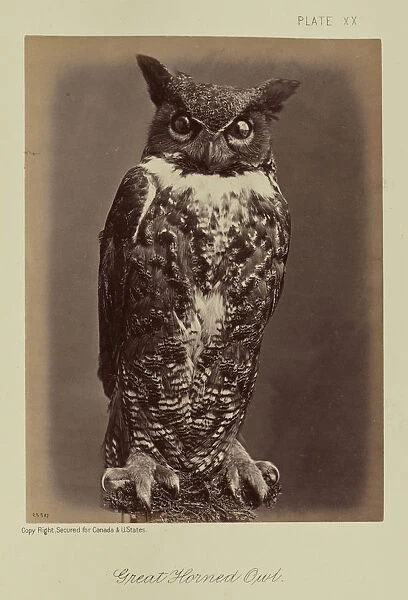 Great Horned Owl William Notman Canadian born Scotland