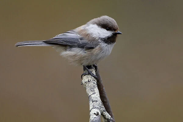 Grey-headed Chickadee perched on a branch, Poecile cinctus, Finland