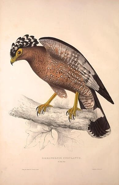 Haematornis Undulatus, Hawk. Birds from the Himalaya Mountains, engraving 1831 by