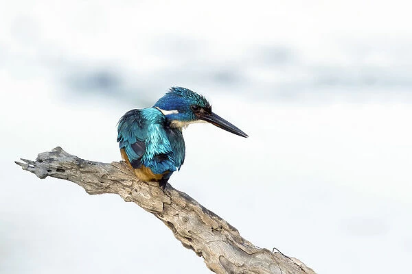 half-collared kingfisher on branch, South Africa