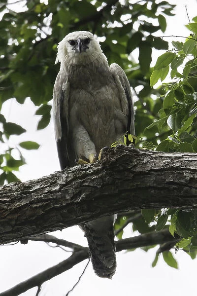 Harpia harpyja, Harpy Eagle