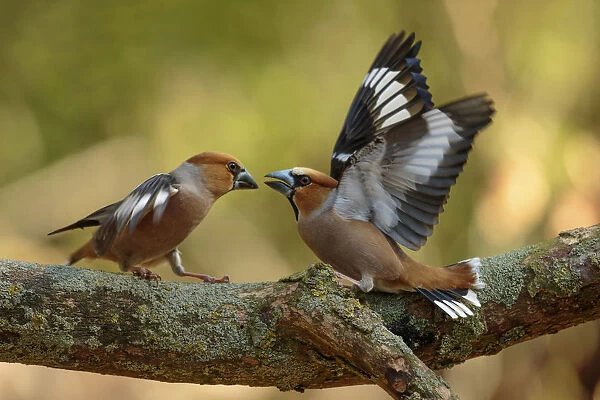 Hawfinch fighting males, Coccothraustes coccothraustes, Netherlands