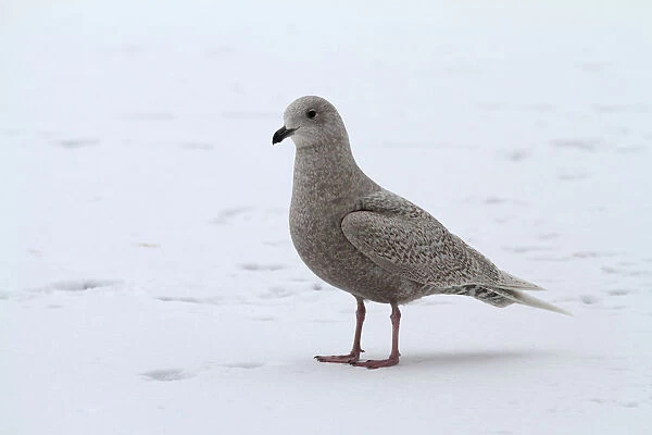 Iceland Gull in first winter plumage in snow, Larus glaucoides