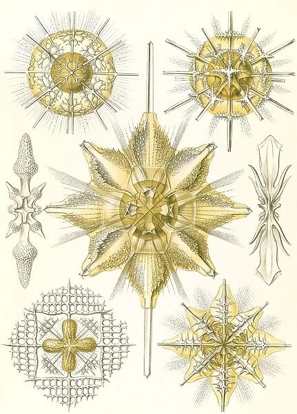 Illustration shows marine animals. Acanthometra