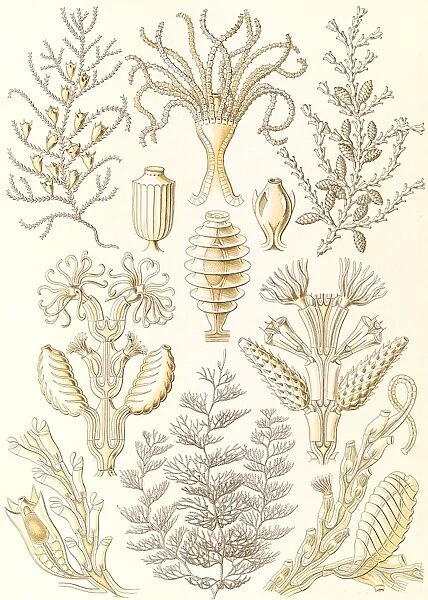 Illustration shows marine animals. Sertulariae