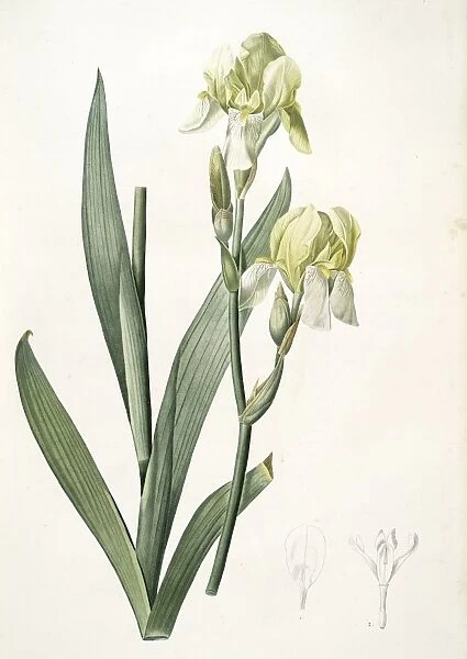 Iris flavescens, Iris a fleurs jaunes, Lemonyellow Iris, Redoute, Pierre Joseph