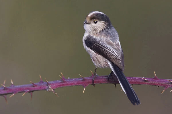 Italian Long-tailed Tit perched on a branch, Aegithalos caudatus
