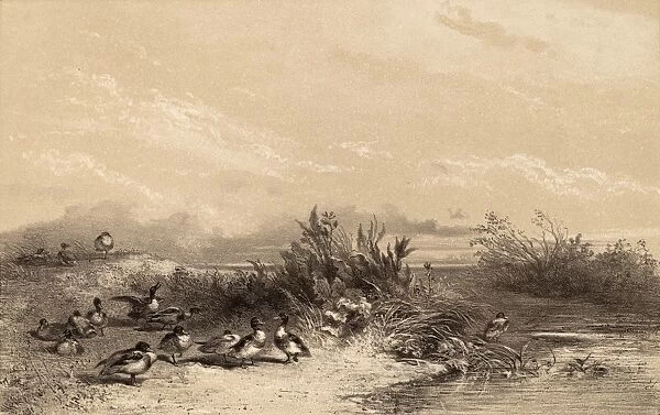 Karl Bodmer, Canards Sauvages, Swiss, 1809 - 1893, lithograph