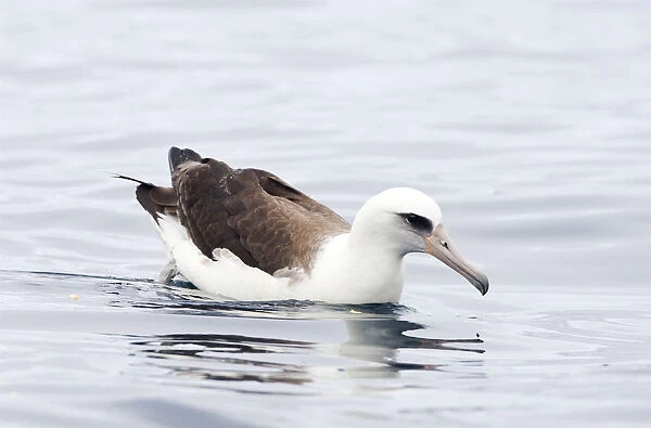 Laysan Albatross, Phoebastria immutabilis