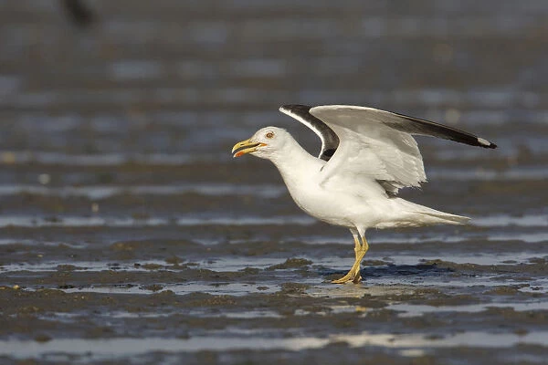 Lesser Black-backed Gull with wings spread, Larus fuscus, Netherlands