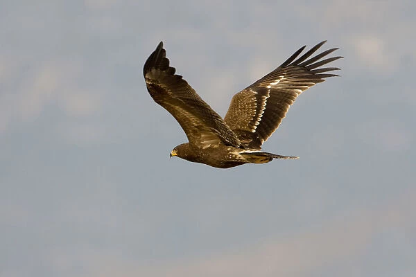 Lesser Spotted Eagle in flight, Clanga pomarina, Oman
