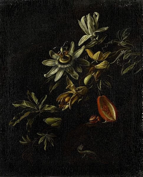 Still Life with Passion Flowers, Elias van den Broeck, 1670 - 1708