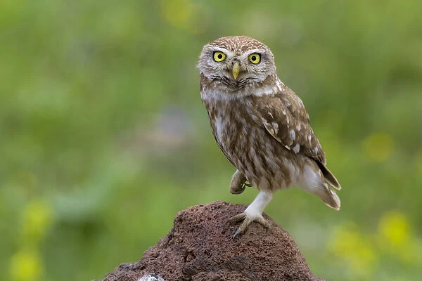 Little Owl, Athene noctua, Turkey