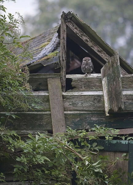 Little Owl perched on degraded barn, Athene noctua, The Netherlands