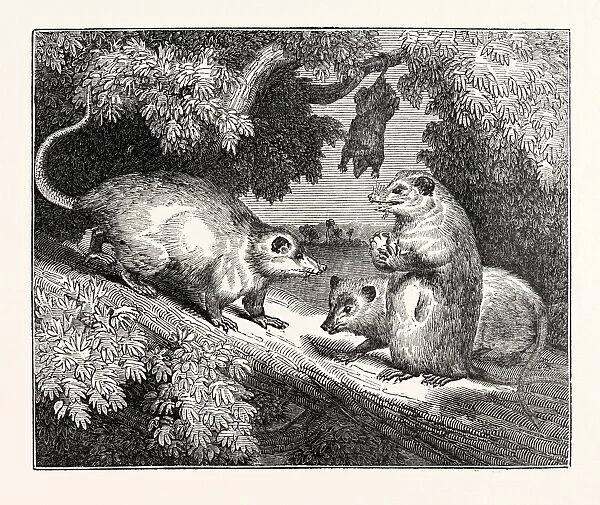 Male and Female Opossums