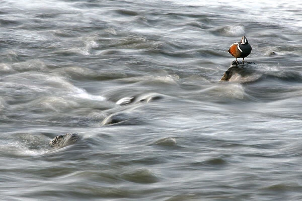 Male Harlequin Duck at fast flowing river, Histrionicus histrionicus