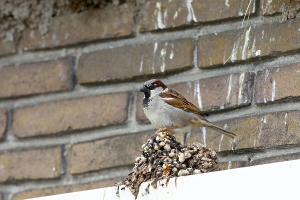 Male House Sparrow perched on bird droppings, Passer domesticus, Netherlands