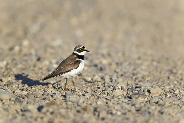 Male Little Ringed Plover standing in its breeding habitat of sand and pebbles, Charadrius dubius, Netherlands