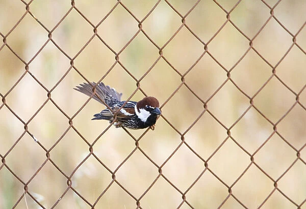 Male Spanish Sparrow on a fence, Passer hispaniolensis