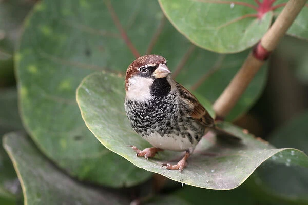 Male Spanish Sparrow perched in a bush, Passer hispaniolensis