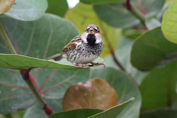 Male Spanish Sparrow perched in a bush, Passer hispaniolensis