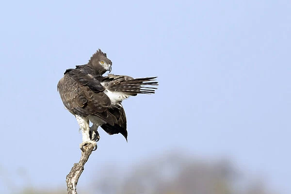 Martial Eagle, Polemaetus bellicosus, South Africa