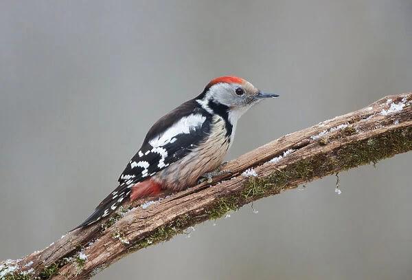 Middle Spotted Woodpecker, Dendrocoptes medius