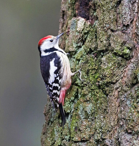 Middle Spotted Woodpecker female perched on tree trunk, Dendrocoptes medius, Netherlands