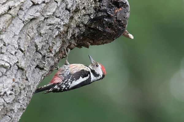 Middle Spotted Woodpecker foraging on tree, Dendrocoptes medius