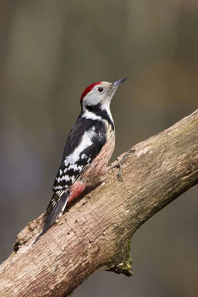 Middle Spotted Woodpecker male perched on tree trunk, Dendrocoptes medius, Netherlands