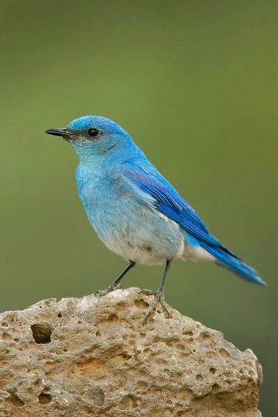 Mountain Bluebird, Sialia currucoides, United States