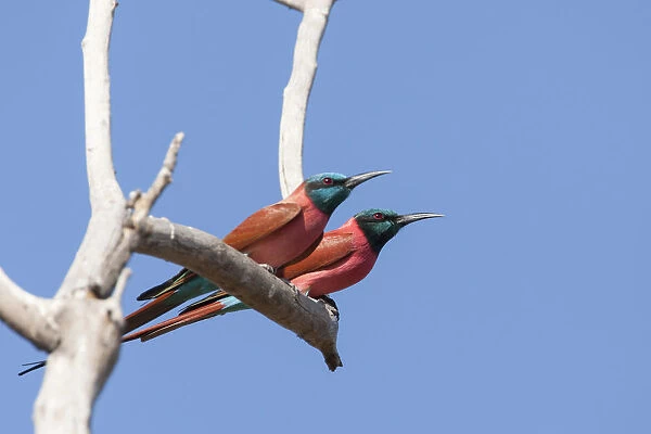 Northern Carmine Bee-eaters at tree, Merops nubicus, The Gambia, Gambia