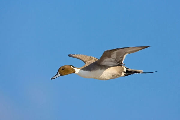 Northern Pintail male flying, Anas acuta