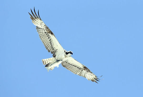 Osprey (Pandion haliaetus), Oman