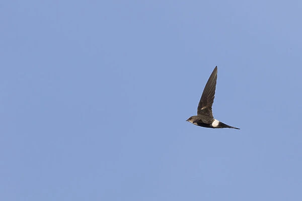 Pacific Swift (Apus pacificus) in flight, Apus pacificus, Russia