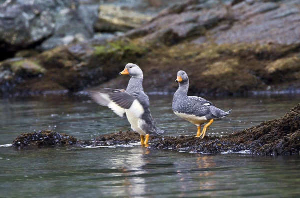 Pair of Flying Steamer-Ducks on rocky shore