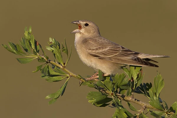 Pale Rock Sparrow singing, Petronia petronia