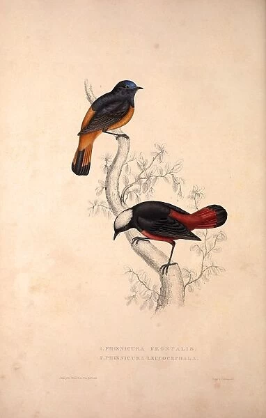 Phoenicura Frontalis, Phoenicura Leucocephala. Birds from the Himalaya Mountains