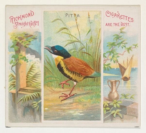 Pitta Birds Tropics series N38 Allen & Ginter Cigarettes