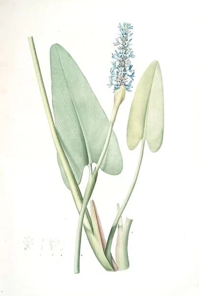 Pontederia cordata, Pontederie en coeur; Pickerel weed, Wampee, Redoute, Pierre Joseph
