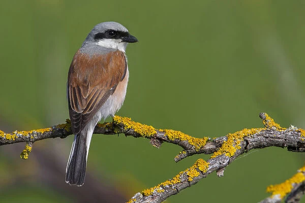 Red-backed Shrike adult male perched in bush, Lanius collurio, Italy